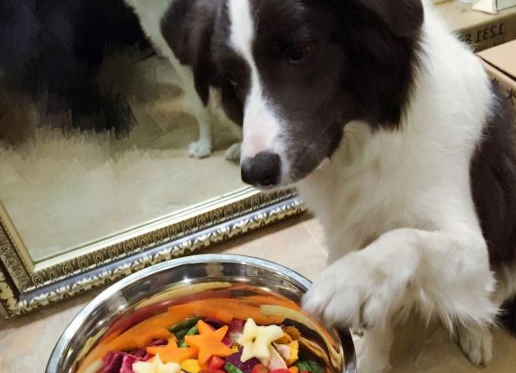 边牧吃什么食物最好
