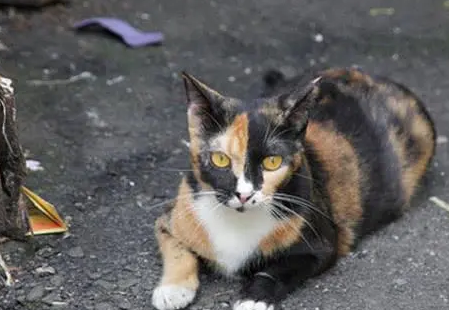 什么样的三花猫算漂亮
