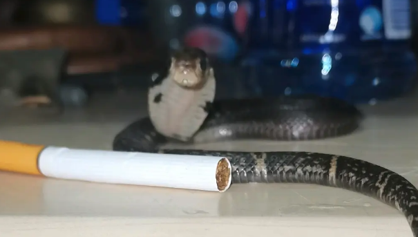 每天认识一种蛇—舟山眼镜蛇