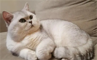人们为什么养猫咪呢
