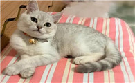 猫为什么叫声不萌了呢