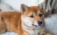 狗狗拉稀有时候有血有时候没血是什么情况?
