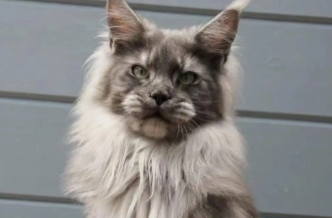 俄罗斯猫好养吗,怎么养? 俄罗斯猫好养吗,怎么养?