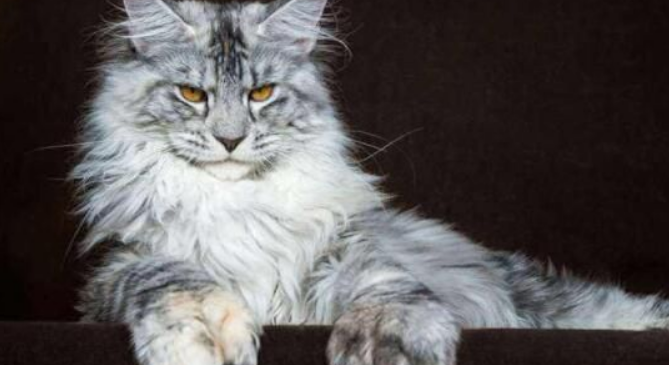 乌克兰猫,一只害羞,和善的大母猫