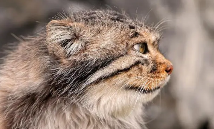 帕拉斯猫介绍 帕拉斯猫介绍