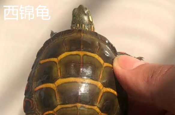 火焰龟和西锦龟的区别,二者的背甲明显不同 火焰龟和西锦龟的区别,二者的背甲明显不同