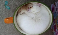 茶杯猫长什么样子图片