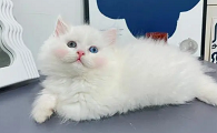 纯白色的长毛猫