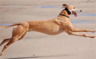 格力犬一个月大多少钱