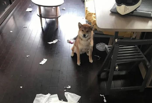 柴犬会不会拆家啊 柴犬会不会拆家啊