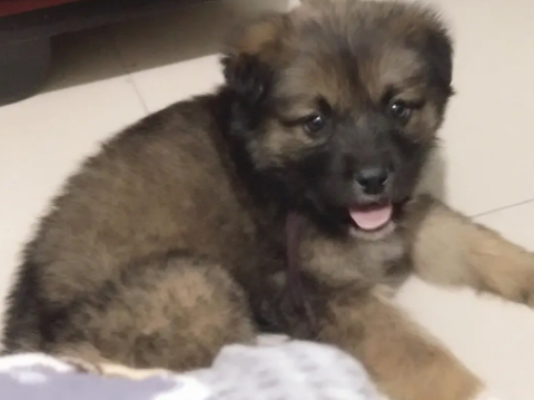 中华田园犬和德牧串串长什么样子 中华田园犬和德牧串串长什么样子