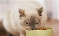猫咪为什么要喂食物吃呢