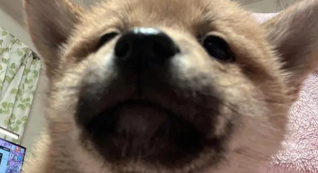 柴犬几个月开始爆脸呢