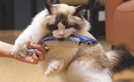 为什么猫咪不要玩具猫