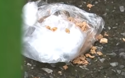 流浪猫拒绝投喂，却将食物打包带走，背后原因令人感动落泪