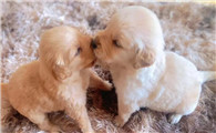 金毛幼犬怎么养最好