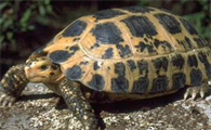 特拉凡柯陆龟的生活环境怎么样？来看看吧