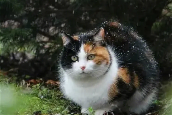 田园三花猫，果真是“宝藏猫咪”，养过的人都说好！