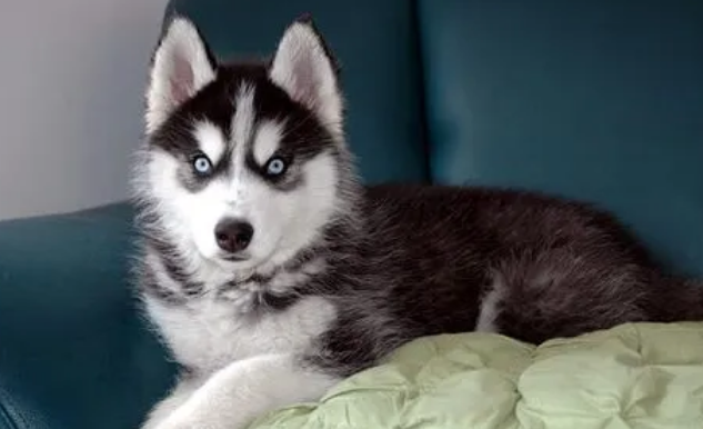 哈士奇幼犬喂多少合适