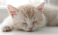 猫咪为什么不要摸肚子睡觉