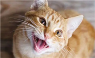 猫咪为什么会声音哑呢