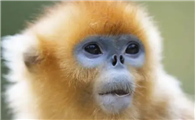 缅甸金丝猴的生长环境