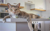 猫为什么会脾胃受损