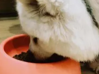 小萨摩耶多久可以吃幼犬狗粮了
