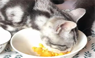 一个月打的小猫可以吃蛋黄吗
