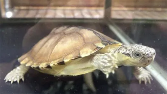 锯齿侧颈龟简介 锯齿侧颈龟简介