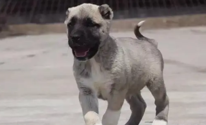 坎高犬幼犬出售