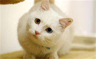 猫咪为什么会逃出我家里啊