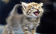 猫咪为什么这么招人稀罕呢