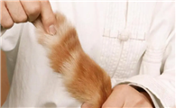 猫咪为什么要摸尾巴根啊