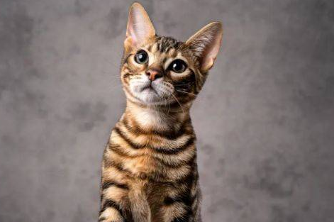 虎皮猫是什么品种的猫