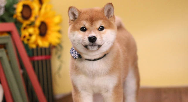 柴犬怎么养比较好 柴犬怎么养比较好