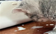 猫咪为什么吃奶会吐出来