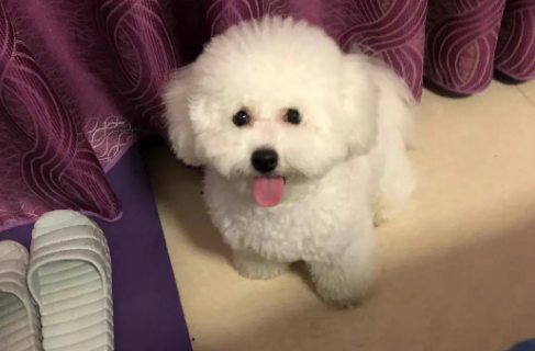 怎样才能养好一只比熊幼犬