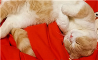 猫咪不睡觉还在叫为什么啊