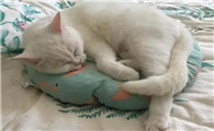 猫需要玩偶吗