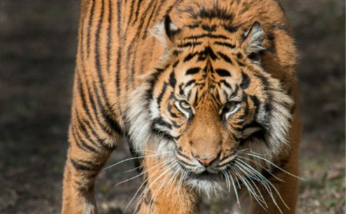 中国有一猛兽，能轻松咬死老虎，2005年后，国内仅拍到3次