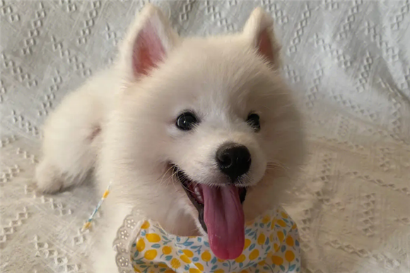 怎么样判断萨摩耶幼犬多大了呢