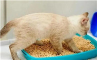 猫为什么睡在猫砂上啊