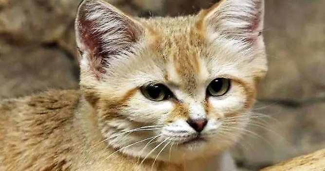 沙丘猫:沙漠中的“猎蛇者”,性情敏感天敌多,家养容易死亡! 沙丘猫:沙漠中的“猎蛇者”,性情敏感天敌多,家养容易死亡!