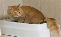 猫咪为什么会床上拉屎拉尿的原因