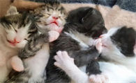 猫为什么吃自己宝宝
