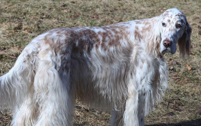 赛特犬是什么狗？来了解下吧