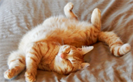 猫咪老是睡觉是因为什么啊