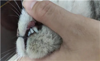 猫咪频繁抓嘴巴是为什么呢