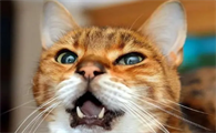 猫怎么叫的声音不同